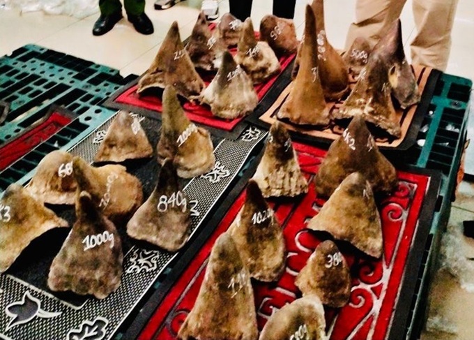 Rhino horn-suspected batch found at Tan Son Nhat airport - 1 Rhino horn-suspected batch found at Tan Son Nhat airport - 1