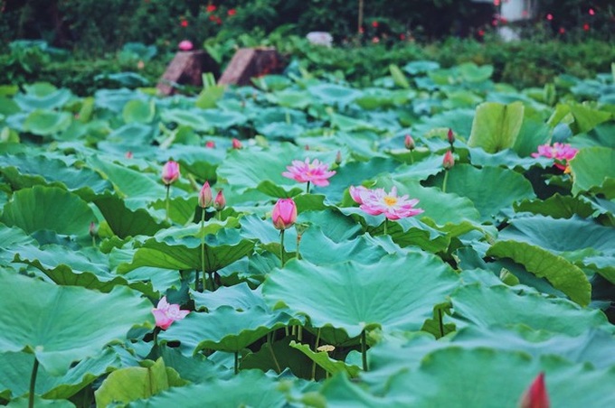 Hanoi to hold first lotus festival next month - 1