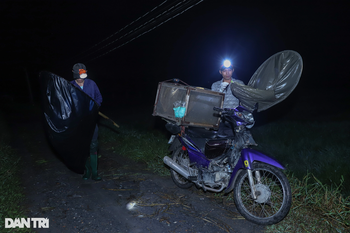 HCM City residents earn big from catching grasshoppers for sale - 6