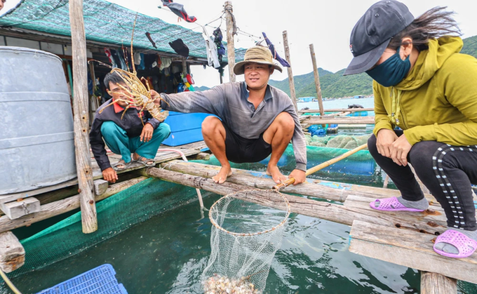 Khanh Hoa lobsters die en masse due to hot weather - 1 Khanh Hoa lobsters die en masse due to hot weather - 1