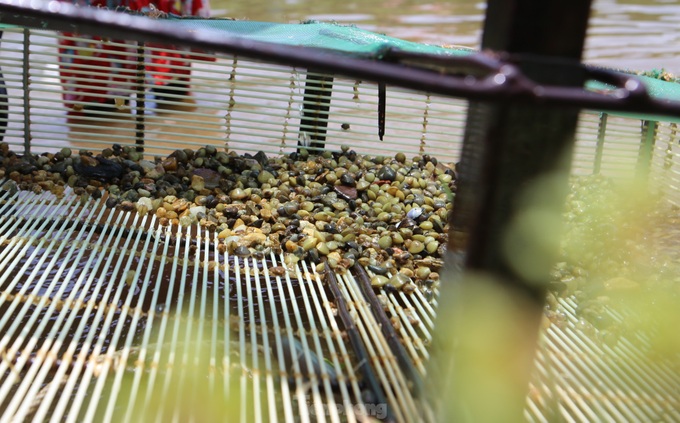 Clam season in Ha Tinh river - 5 Clam season in Ha Tinh river - 5