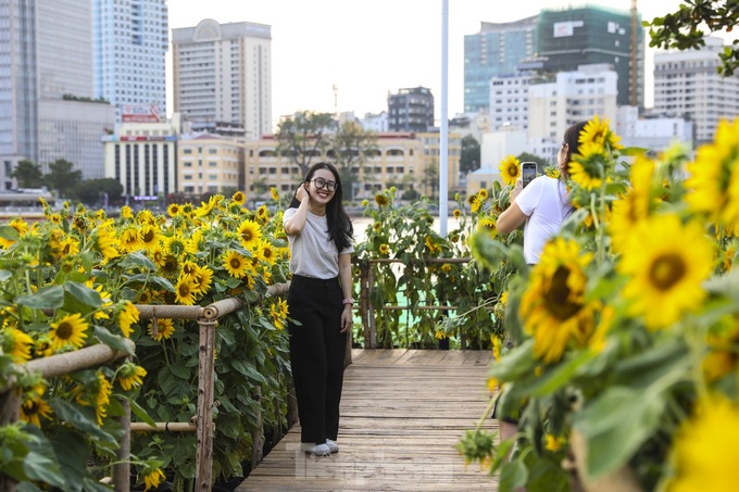 More sunflower trees grown along Saigon River bank - 6