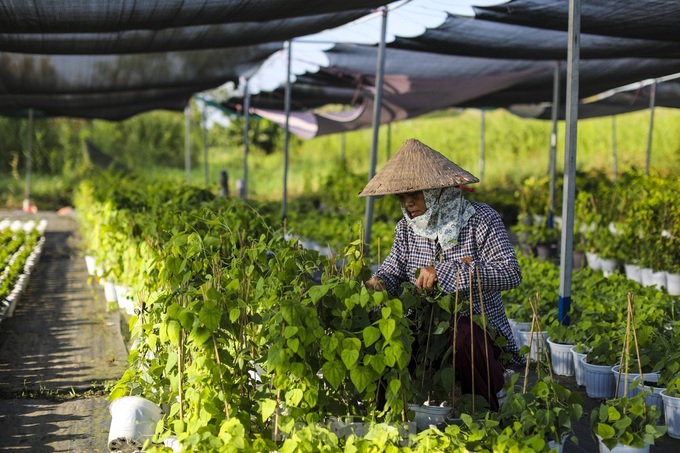 HCM City flower village gears up for Tet - 10