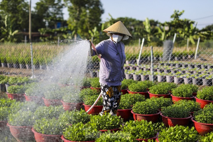 HCM City flower village gears up for Tet - 4