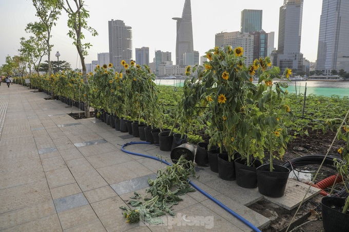 More sunflower trees grown along Saigon River bank - 5