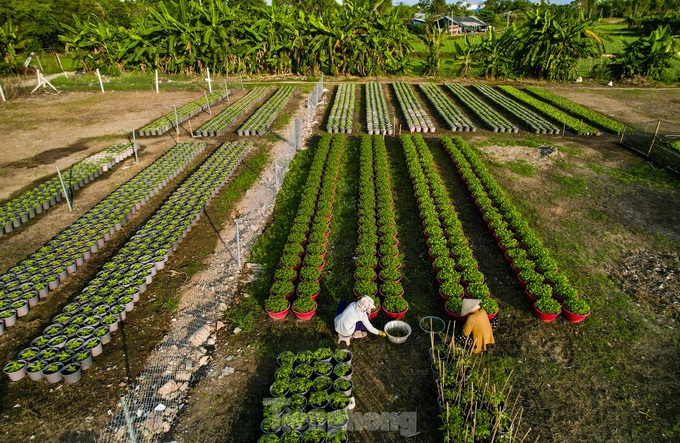 HCM City flower village gears up for Tet - 3