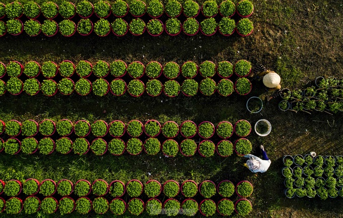 HCM City flower village gears up for Tet - 9