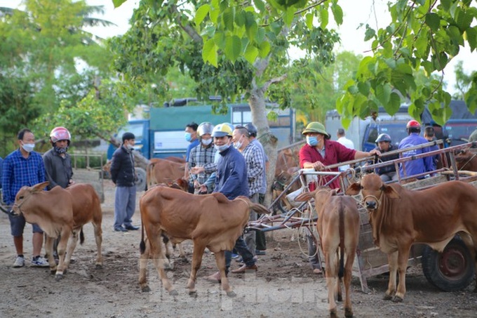 Ha Tinh's buffalo and cow market - 1