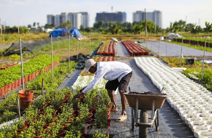 HCM City flower village gears up for Tet - 5