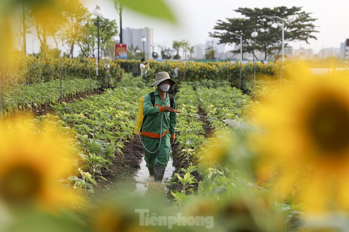 More sunflower trees grown along Saigon River bank - 3