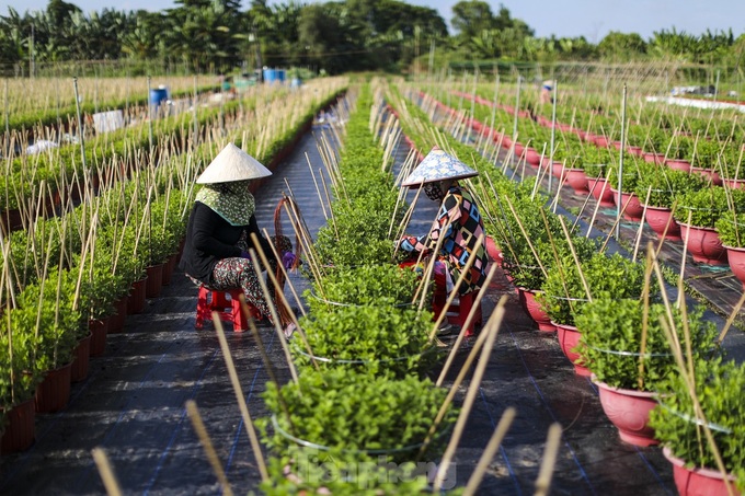 HCM City flower village gears up for Tet - 2