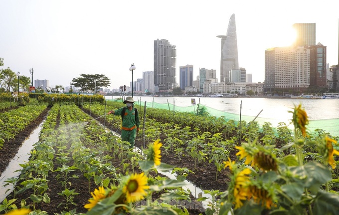 More sunflower trees grown along Saigon River bank - 1