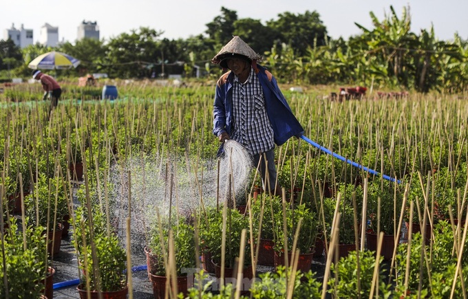 HCM City flower village gears up for Tet - 7