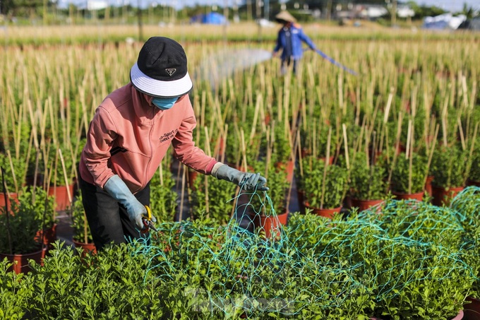 HCM City flower village gears up for Tet - 6