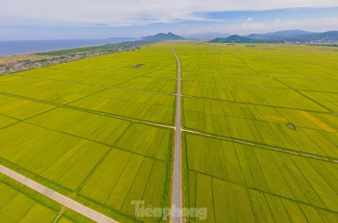 Beauty of Ha Tinh’s ripening rice fields - 3