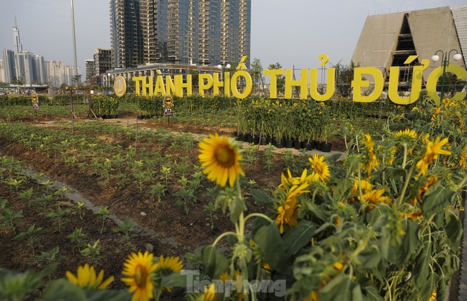 More sunflower trees grown along Saigon River bank - 4