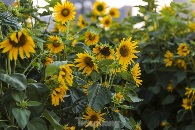 More sunflower trees grown along Saigon River bank - 2