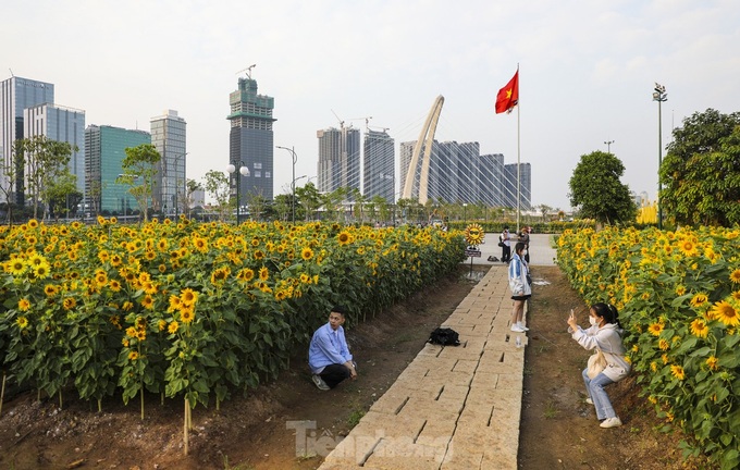 More sunflower trees grown along Saigon River bank - 7