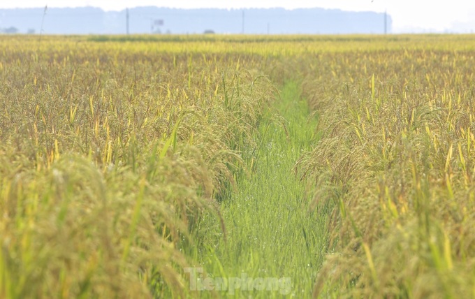 Beauty of Ha Tinh’s ripening rice fields - 2