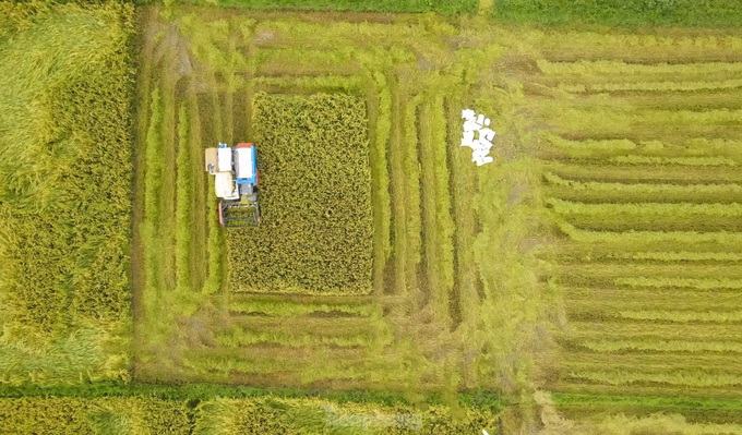 Beauty of Ha Tinh’s ripening rice fields - 6