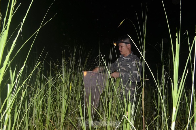 Nghe An farmers hunt grasshoppers overnight - 4 Nghe An farmers hunt grasshoppers overnight - 4