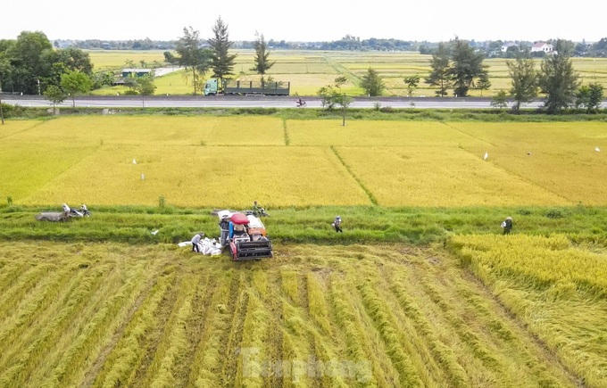 Beauty of Ha Tinh’s ripening rice fields - 5