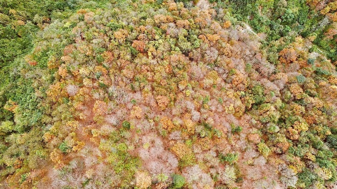 Nghe An forest offers picturesque landscape - 4 Nghe An forest offers picturesque landscape - 4