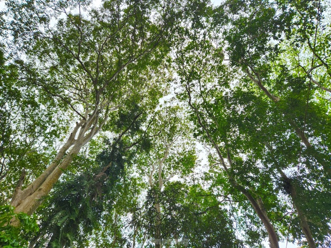 Nghe An forest offers picturesque landscape - 2 Nghe An forest offers picturesque landscape - 2