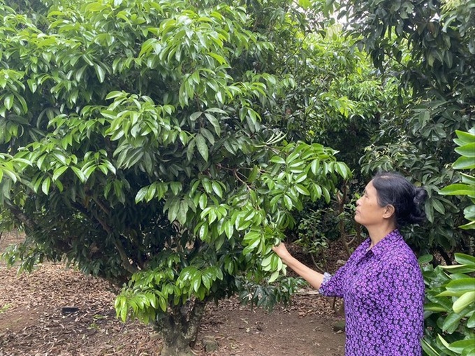 Bac Giang lychee crop set to plummet - 1 Bac Giang lychee crop set to plummet - 1