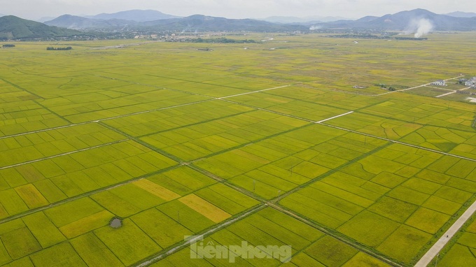 Beauty of Ha Tinh’s ripening rice fields - 9