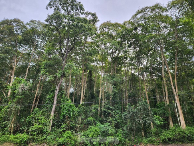 Nghe An forest offers picturesque landscape - 1 Nghe An forest offers picturesque landscape - 1