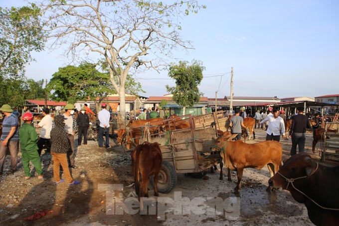 Ha Tinh's buffalo and cow market - 8