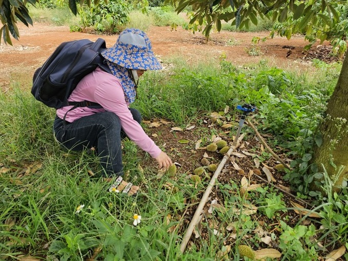 Prolonged hot weather damages durian trees - 1