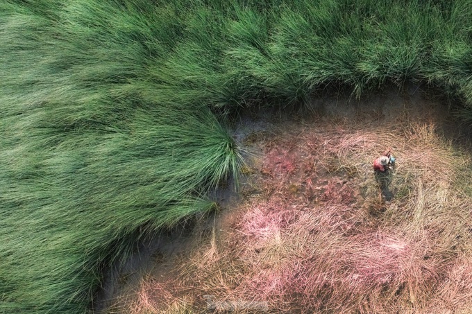 Long An farmers earn big from grass plantation - 2 Long An farmers earn big from grass plantation - 2