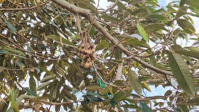 Prolonged hot weather damages durian trees - 3