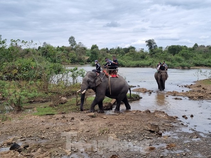 Dak Lak tourist area stops elephant ride service - 1 Dak Lak tourist area stops elephant ride service - 1