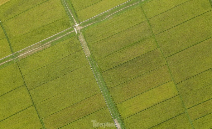 Beauty of Ha Tinh’s ripening rice fields - 4