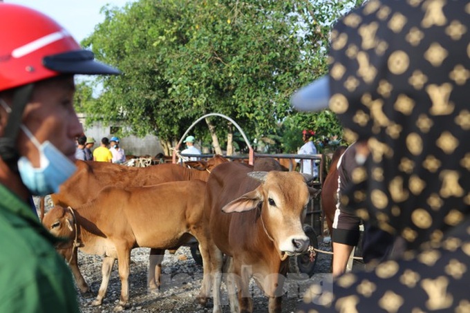 Ha Tinh's buffalo and cow market - 6
