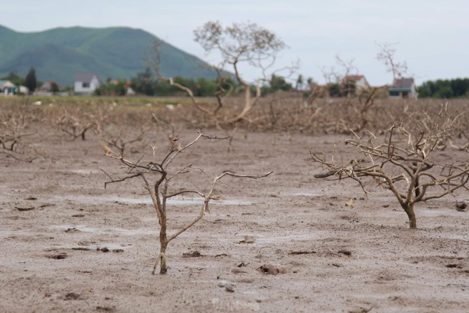 Ha Tinh protective forest begins to die - 1