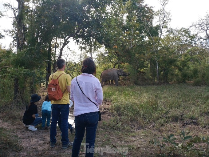 Dak Lak elephants enjoying free life in new tourism model - 6 Dak Lak elephants enjoying free life in new tourism model - 6