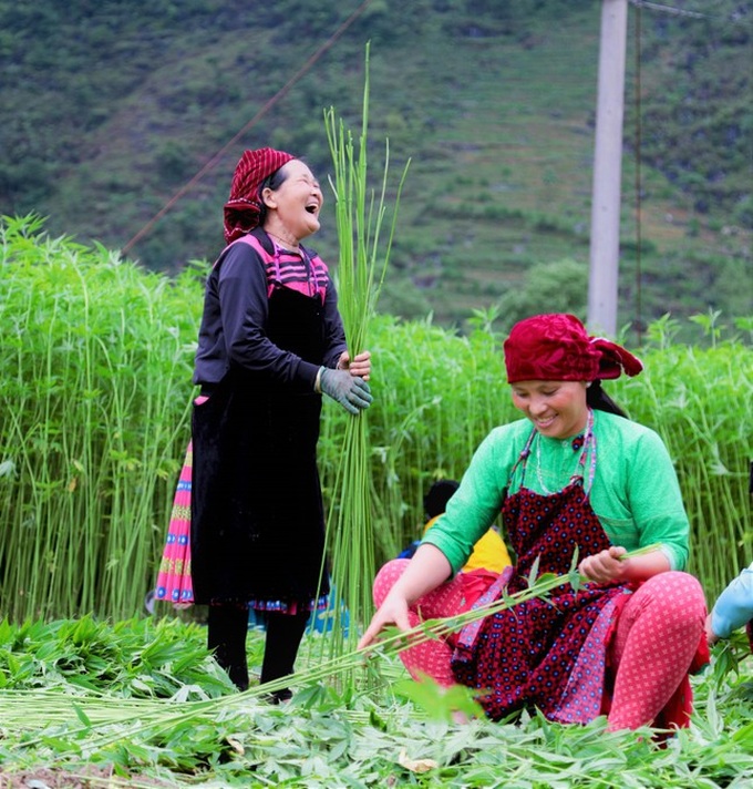 Hemp harvest in Ha Giang - 6 Hemp harvest in Ha Giang - 6