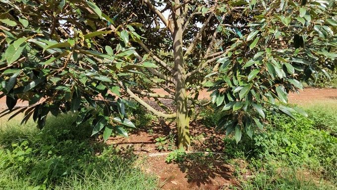 Prolonged hot weather damages durian trees - 2