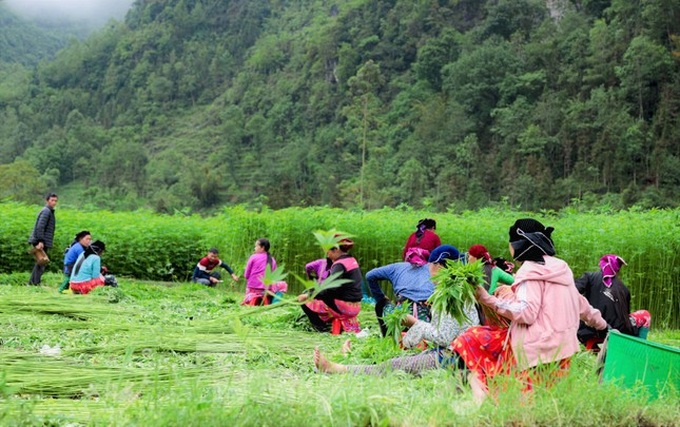 Hemp harvest in Ha Giang - 5 Hemp harvest in Ha Giang - 5
