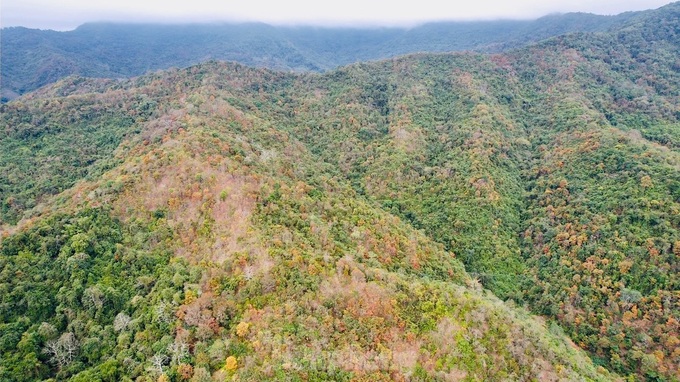 Nghe An forest offers picturesque landscape - 6 Nghe An forest offers picturesque landscape - 6