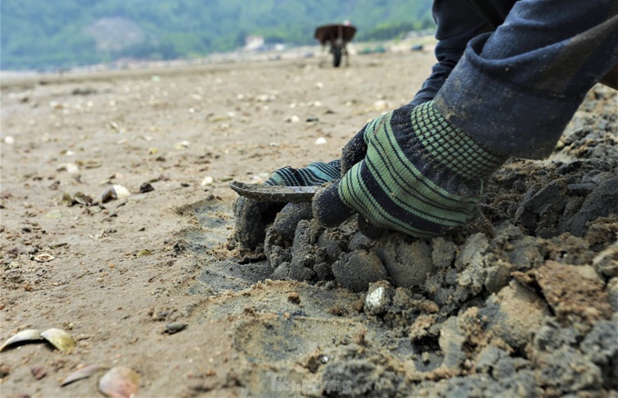 Oyster and clam hunting on central beaches - 3