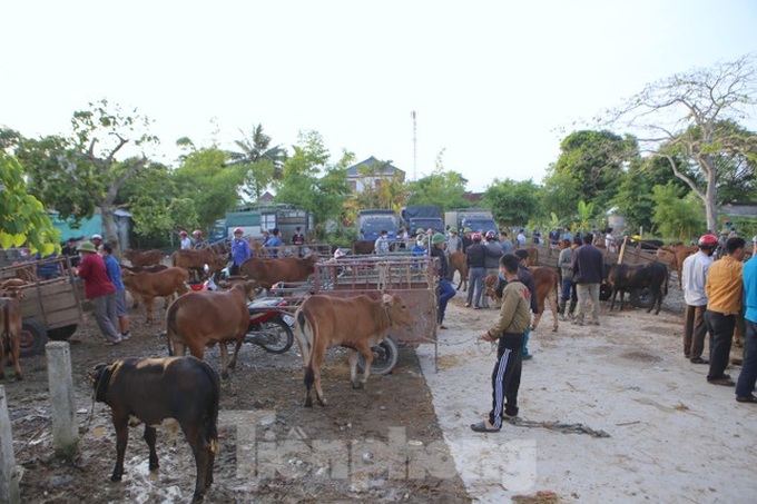 Ha Tinh's buffalo and cow market - 2