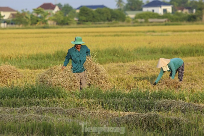 Beauty of Ha Tinh’s ripening rice fields - 8