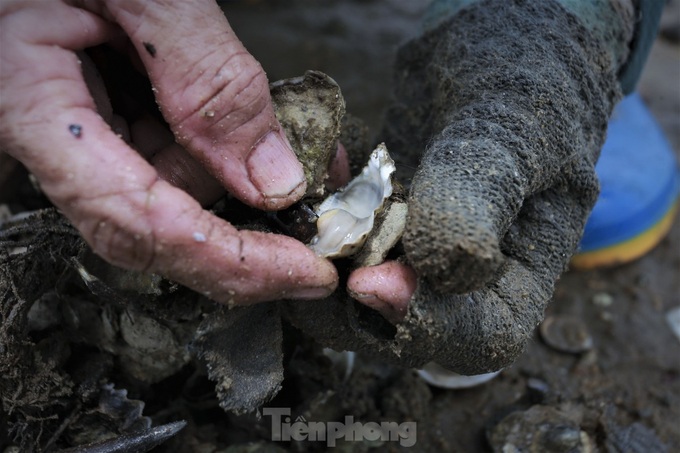 Oyster and clam hunting on central beaches - 6