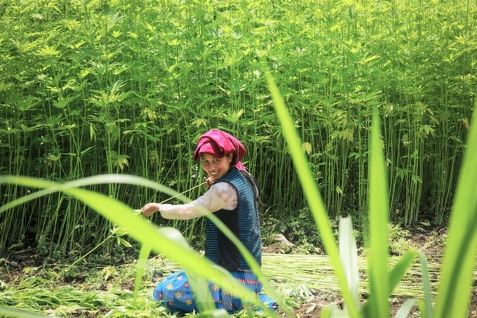 Hemp harvest in Ha Giang - 3 Hemp harvest in Ha Giang - 3