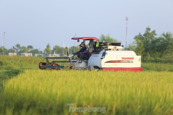 Beauty of Ha Tinh’s ripening rice fields - 1